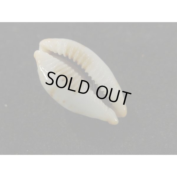 画像3: ソラリエンシス (3)