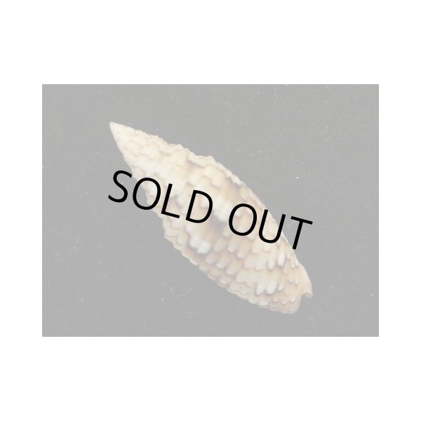 画像2: オロチフデ (2)