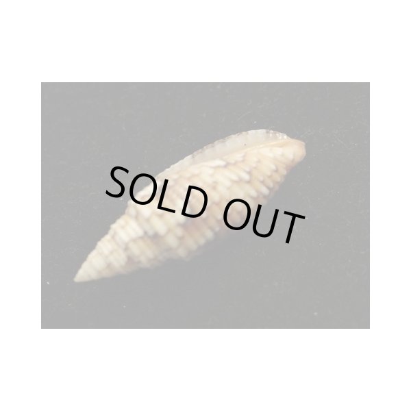 画像3: オロチフデ (3)