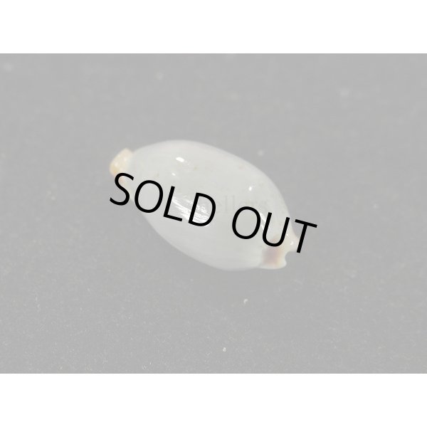 画像2: ソラリエンシス　無斑型 (2)