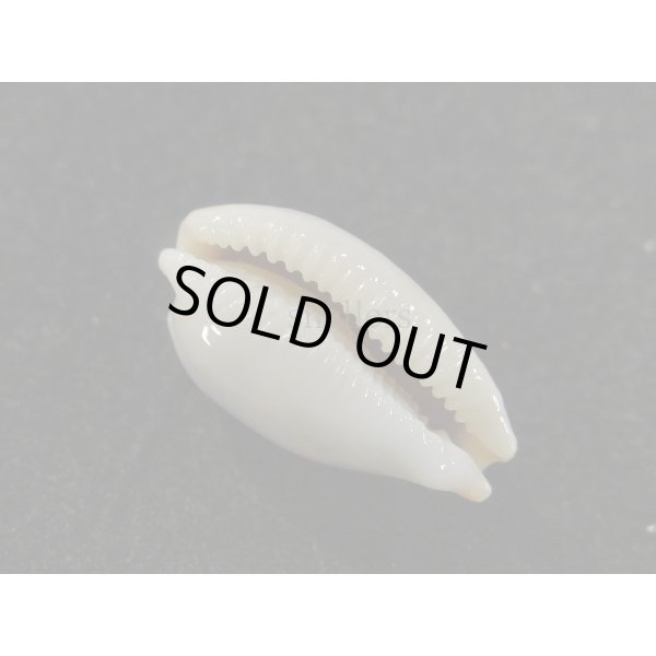 画像3: ソラリエンシス　無斑型 (3)