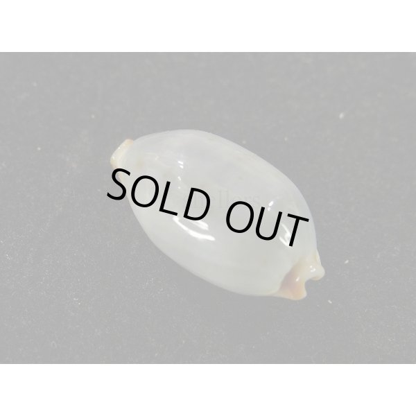 画像2: ソラリエンシス 無斑型 (2)