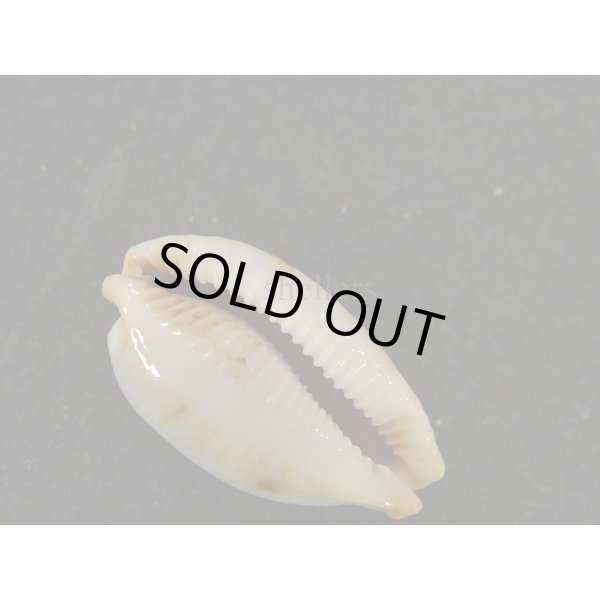 画像3: ソラリエンシス 無斑型 (3)