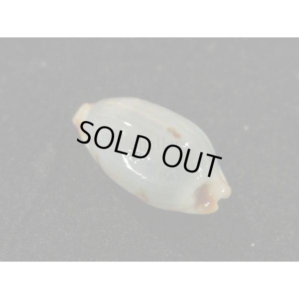 画像2: ソラリエンシス 無斑型 (2)