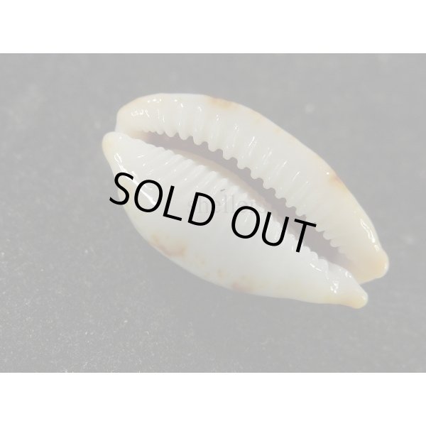 画像3: ソラリエンシス 無斑型 (3)