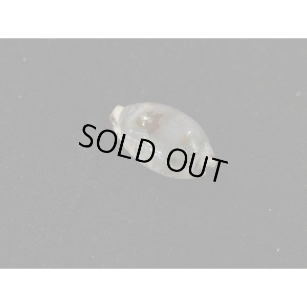 画像2: オウエンバスタ (2)