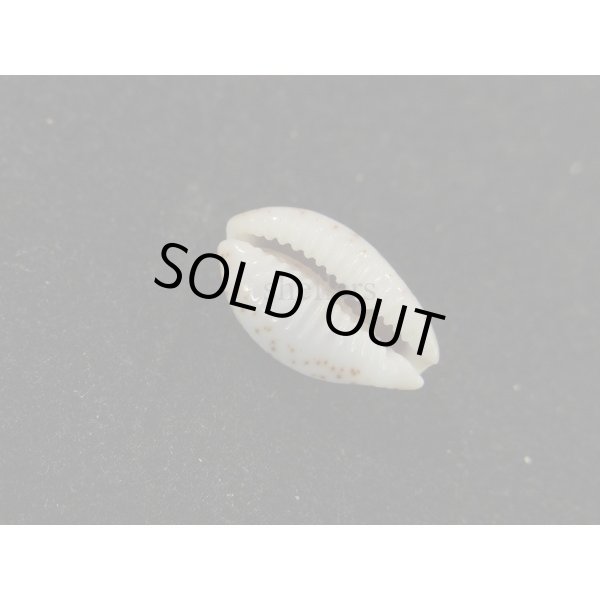 画像3: オウエンバスタ (3)