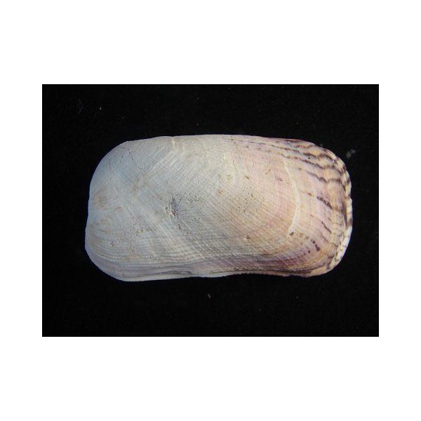 画像2: カザリフナガタ 赤 (2)