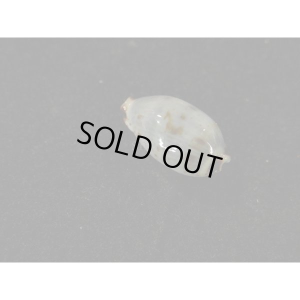 画像2: オウエンバスタ (2)