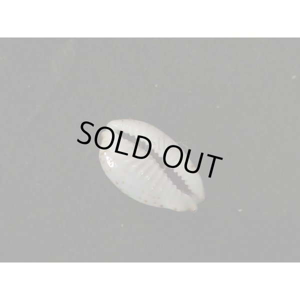 画像3: オウエンバスタ (3)