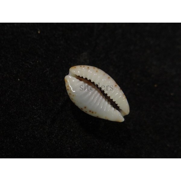 画像3: オウエンバスタ (3)