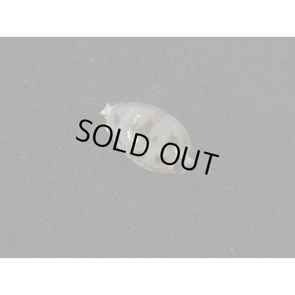 画像2: オウエンバスタ (2)