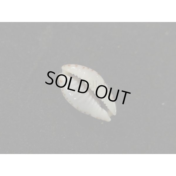 画像3: オウエンバスタ (3)