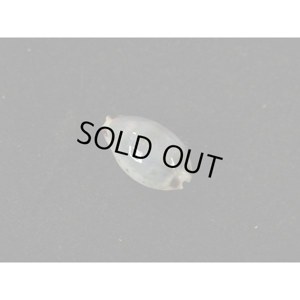 画像2: オウエンバスタ (2)