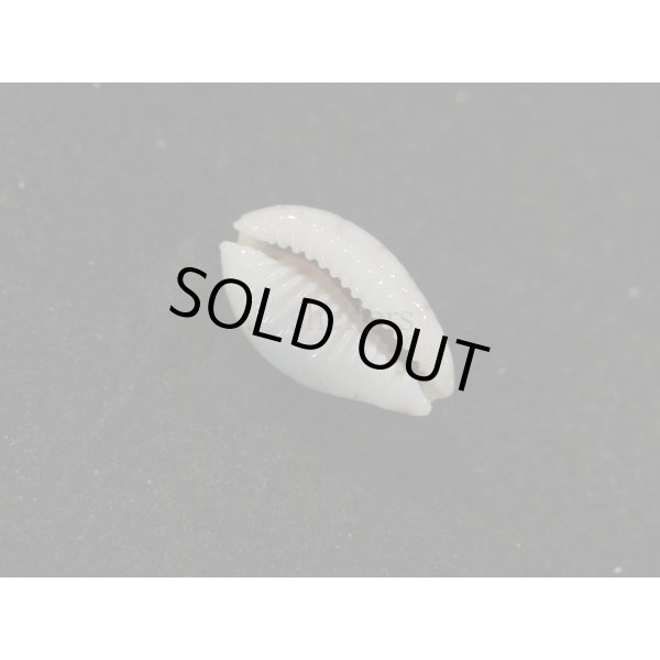 画像3: オウエンバスタ (3)