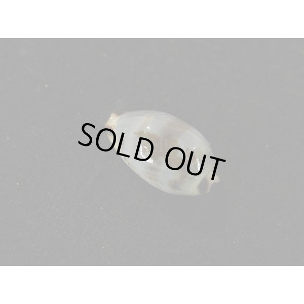 画像2: オウエンバスタ 大 (2)