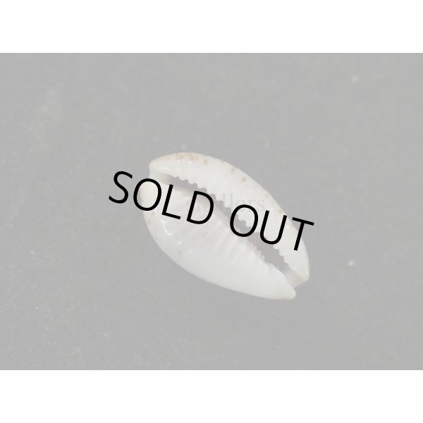 画像3: オウエンバスタ 大 (3)