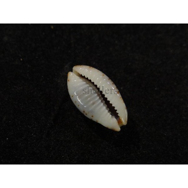 画像3: オウエンバスタ 大 (3)