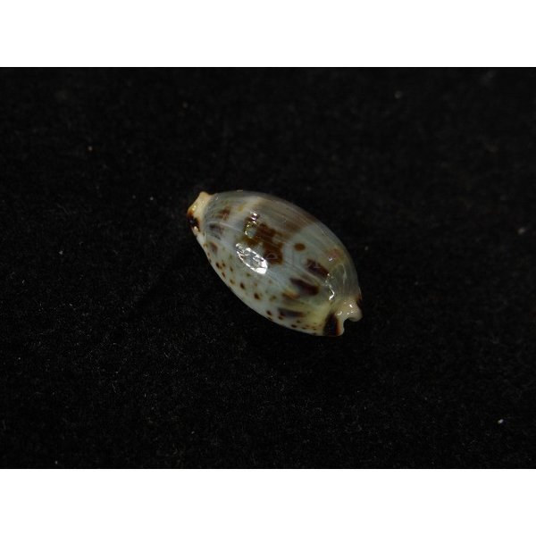 画像2: オウエンバスタ 大 (2)