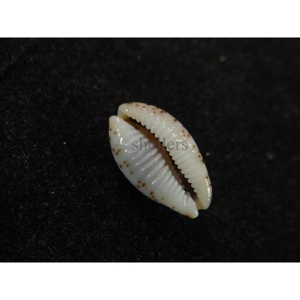 画像3: オウエンバスタ 大 (3)