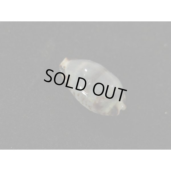 画像2: オウエンバスタ 大 (2)