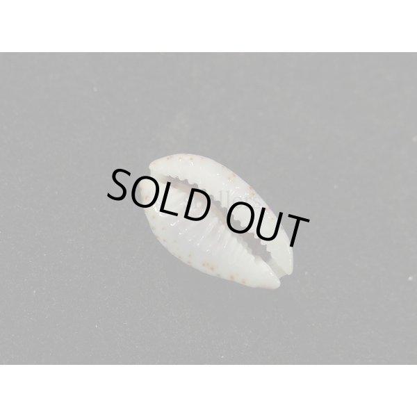 画像3: オウエンバスタ 大 (3)