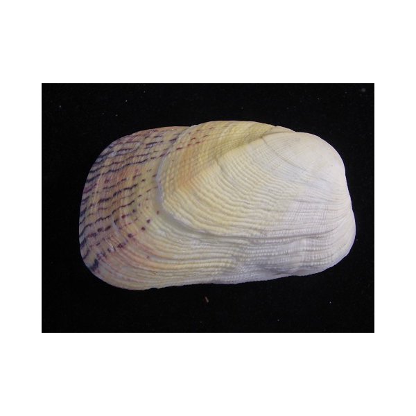 画像2: カザリフナガタ 黄 (2)