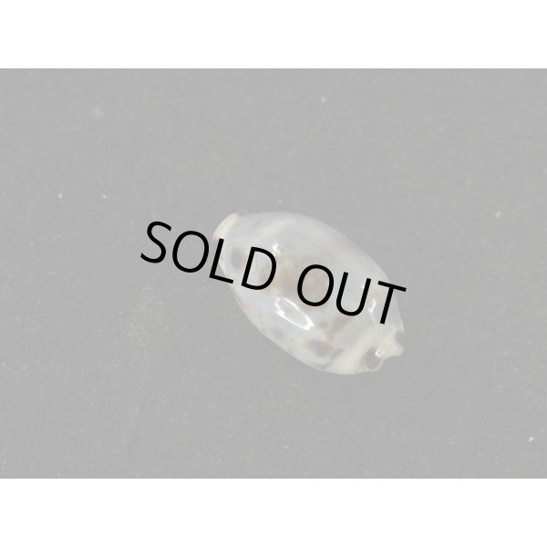 画像2: オウエンバスタ 大 (2)