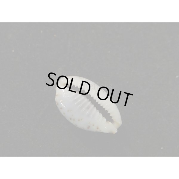 画像3: オウエンバスタ 大 (3)