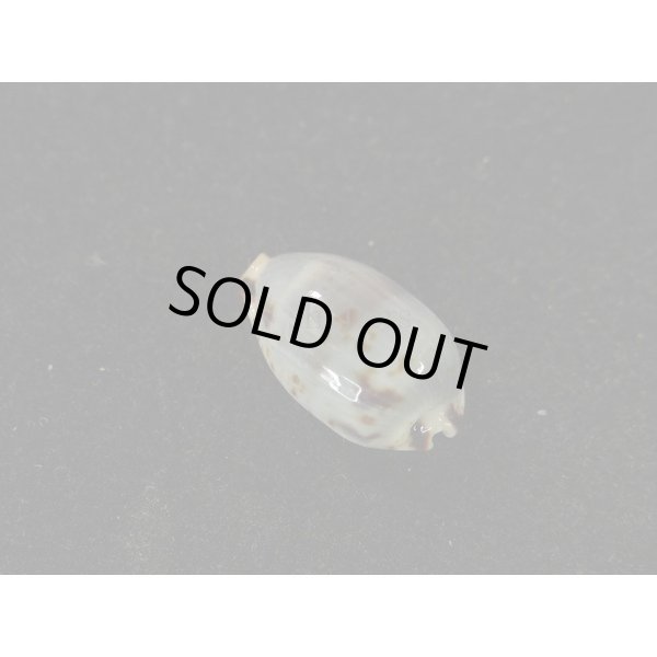 画像2: オウエンバスタ 大 (2)