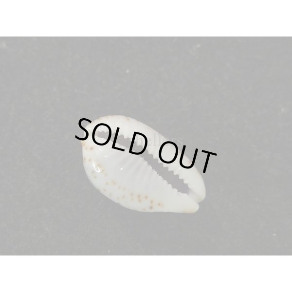 画像3: オウエンバスタ 大 (3)