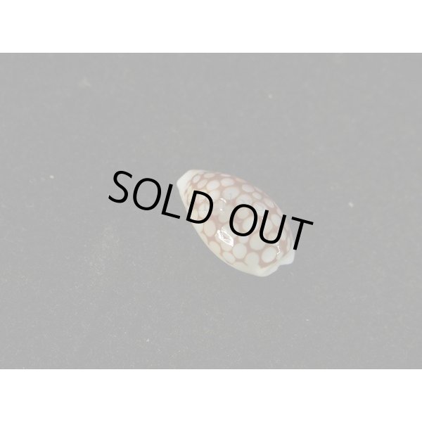 画像2: フランチェスコカノコ (2)