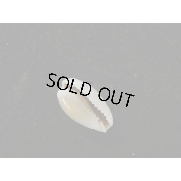 画像3: フランチェスコカノコ (3)