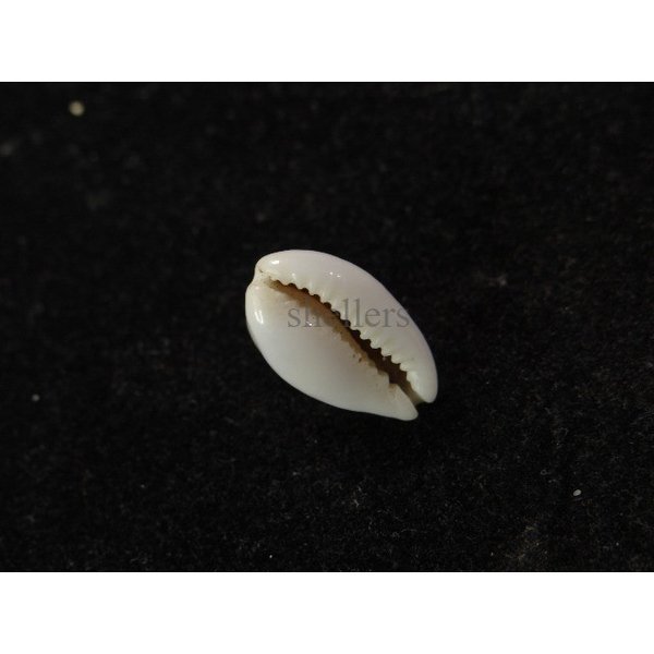 画像3: フランチェスコカノコ (3)