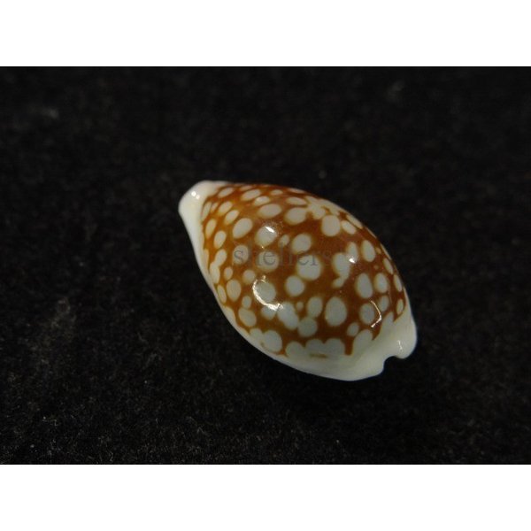 画像2: フランチェスコカノコ (2)