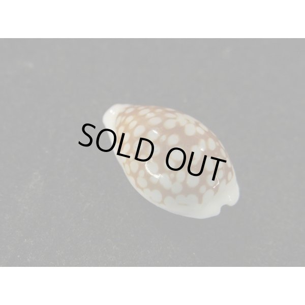 画像2: フランチェスコカノコ 大 (2)