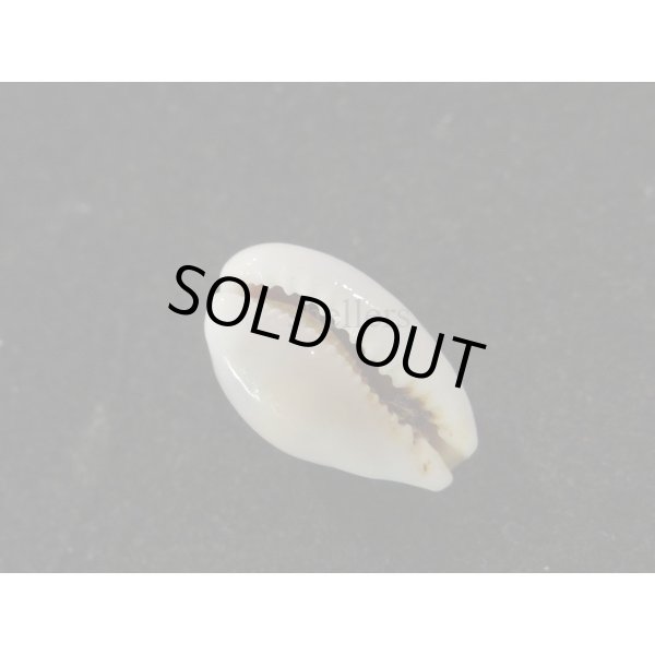 画像3: フランチェスコカノコ 大 (3)