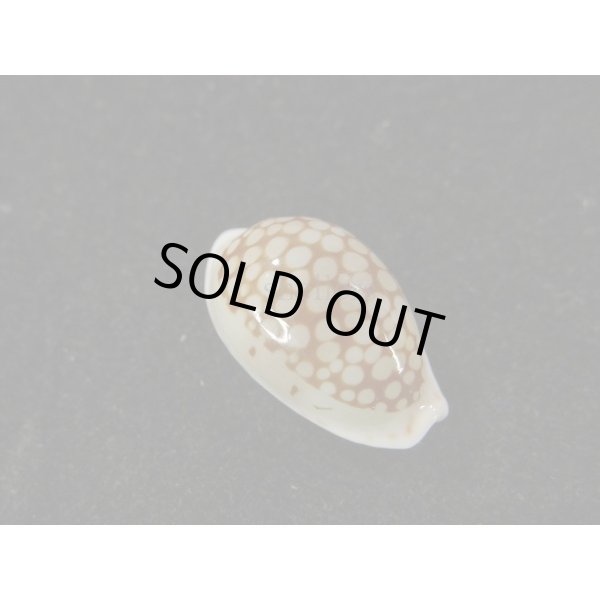 画像1: フランチェスコカノコ　大 (1)