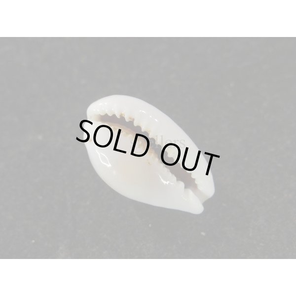 画像3: フランチェスコカノコ　大 (3)