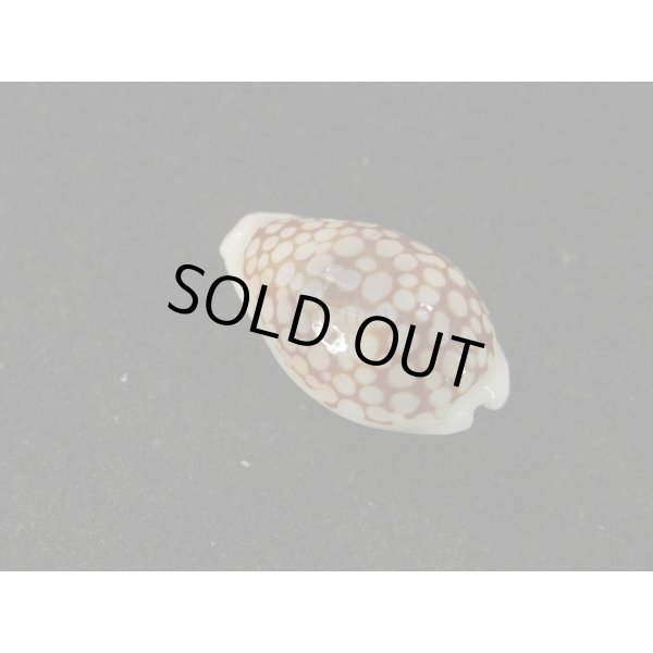 画像2: フランチェスコカノコ 大 (2)