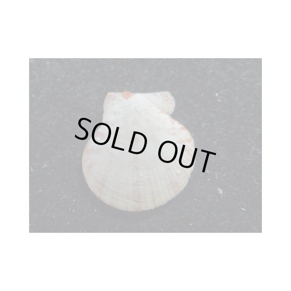 画像2: モルジヴニシキ (2)