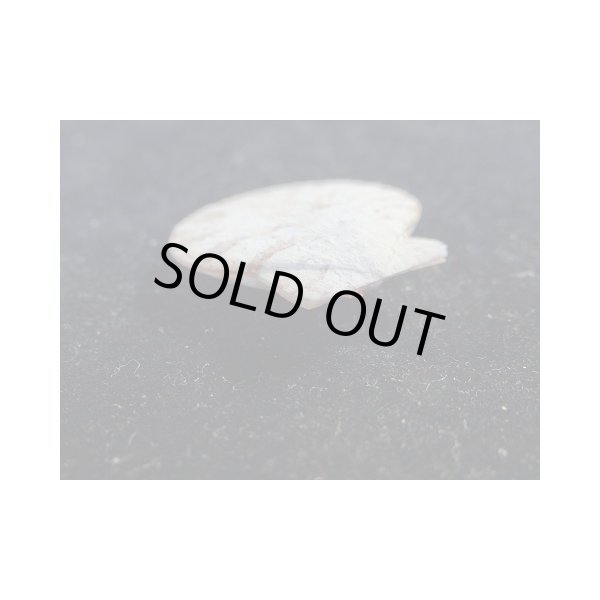 画像3: モルジヴニシキ (3)