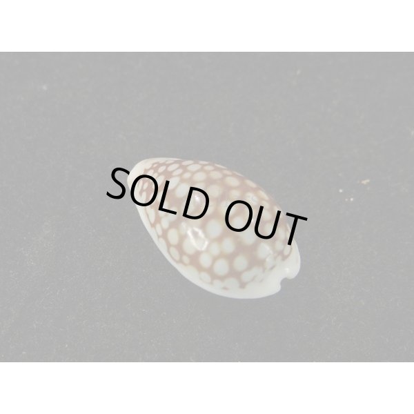 画像2: フランチェスコカノコ　大 (2)