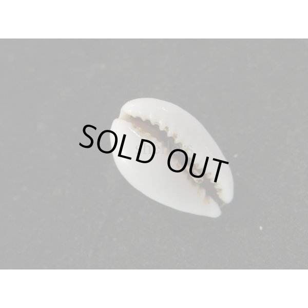 画像3: フランチェスコカノコ　大 (3)