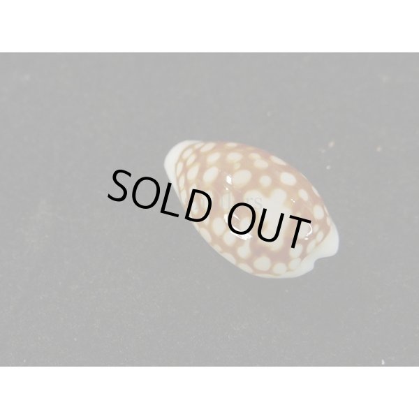 画像2: アフリカカノコ (2)