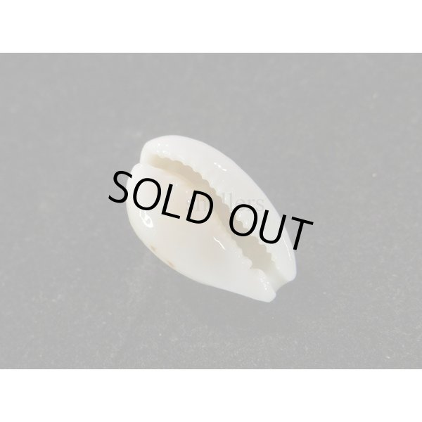 画像3: アフリカカノコ (3)