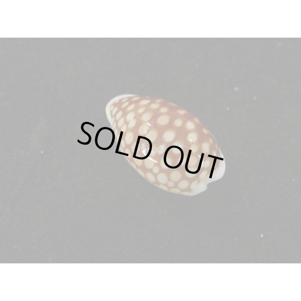 画像2: アフリカカノコ (2)