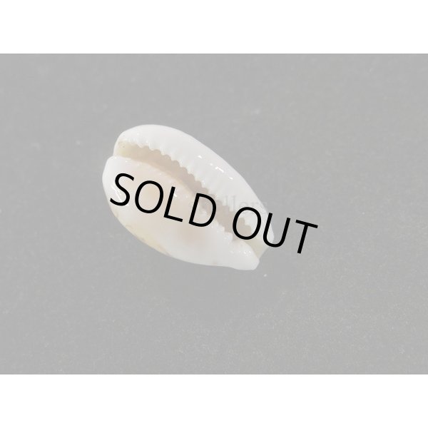 画像3: アフリカカノコ (3)