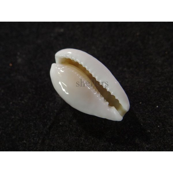 画像3: アフリカカノコ (3)