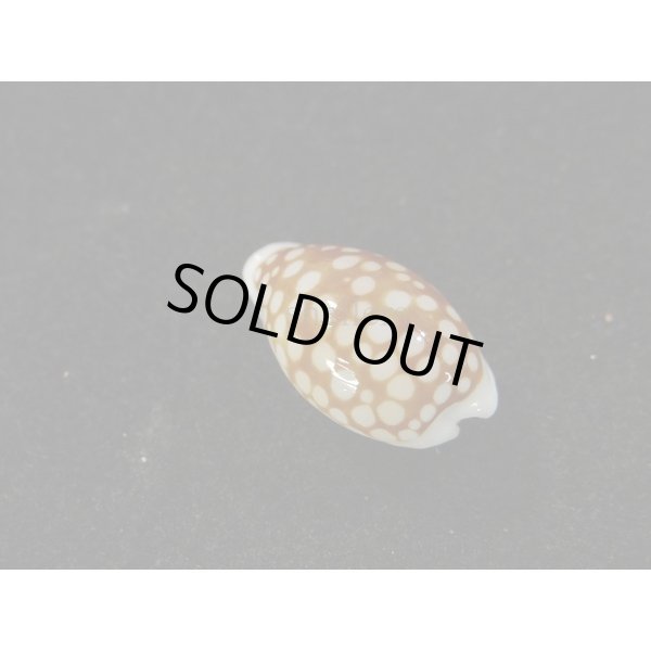 画像2: アフリカカノコ (2)